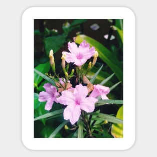 flower, purple, floral, nature, mexican petunia, flora, ruellia simplex, bloom, petunia, green, flowering plant, petals, mexican, tropical, plant Sticker